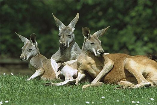 红袋鼠,三个,放松,澳大利亚