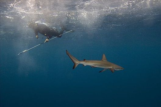 加拉帕戈斯,鲨鱼,直翅真鲨,研究人员,沃尔夫岛,加拉帕戈斯群岛,厄瓜多尔