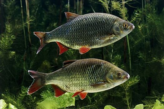 淡水鱼图片_淡水鱼图片大全_淡水鱼图片素材