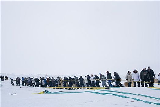 生存,村民,拉拽,弓头鲸,抓住,浮冰,滑轮,手推车,楚科奇海,阿拉斯加