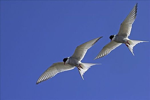 飞,北极燕鸥