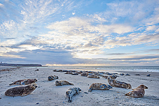 风景,东大西洋,斑海豹,躺着,海滩,春天,赫尔戈兰岛,德国