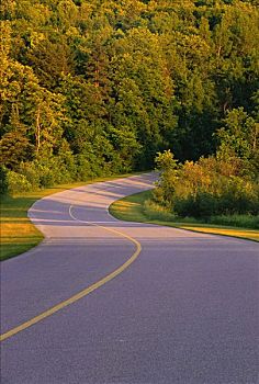 道路,树,加蒂诺,大路,加蒂诺公园,魁北克,加拿大