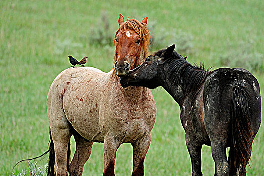 野生,马,野马,求爱,一对,西奥多罗斯福国家公园,南,北达科他,美国