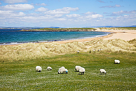 绵羊,放牧,土地,海岸,阿基尔岛,梅奥县,爱尔兰