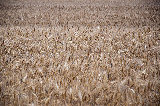 麦田中成熟的小麦