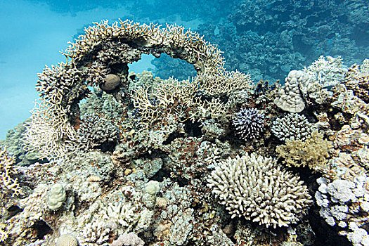 彩色,珊瑚礁,珊瑚,热带,海洋,水下