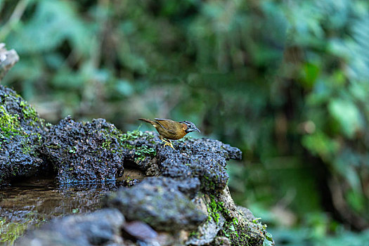 生活在中国西密林间的黑头穗鹛鸟