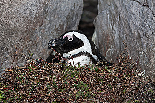 黑脚企鹅,非洲企鹅,成年,窝,坐,鸟窝,湾,南非