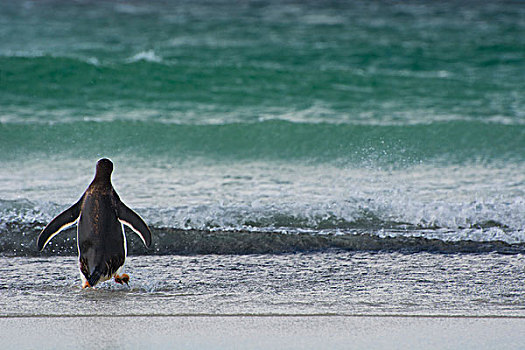 福克兰群岛,岛屿,巴布亚企鹅,走,水