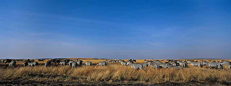 非洲,肯尼亚,马塞马拉野生动物保护区,平原斑马,斑马,牧群,高草,热带草原,黎明