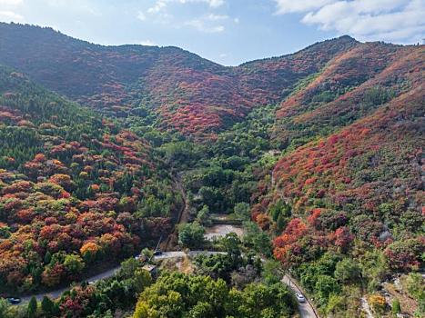 航拍济南彩石镇漫山遍野的红叶