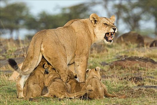 狮子,幼兽,马赛马拉,肯尼亚,非洲