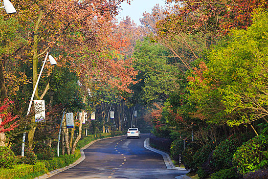 行道树,汽车,车,路面