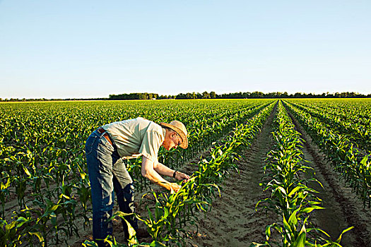 农业,农民,生长,谷物,玉米,农作物,叶子,早晨,亮光,靠近,英格兰,阿肯色州,美国