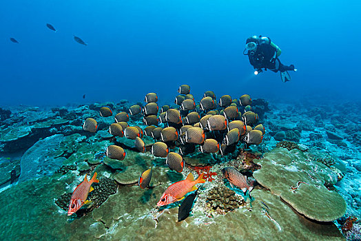潜水,正面,马刀,后面,成群,蝴蝶鱼,印度洋,马尔代夫,亚洲