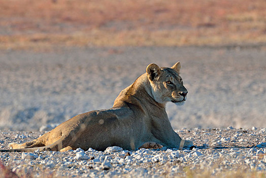 雌狮,狮子,休息,荒凉,地面,靠近,水坑,晨光,埃托沙国家公园,纳米比亚,非洲