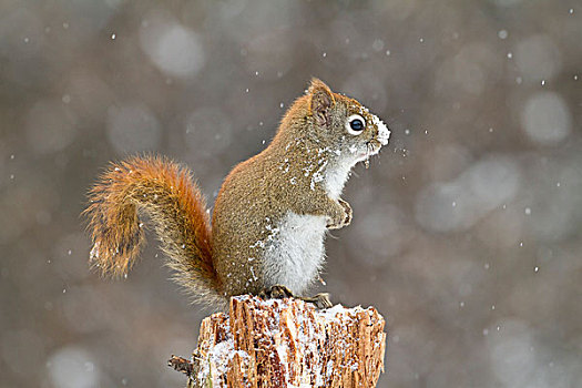 美洲,红松鼠,冬天,阿尔冈金省立公园,安大略省,加拿大