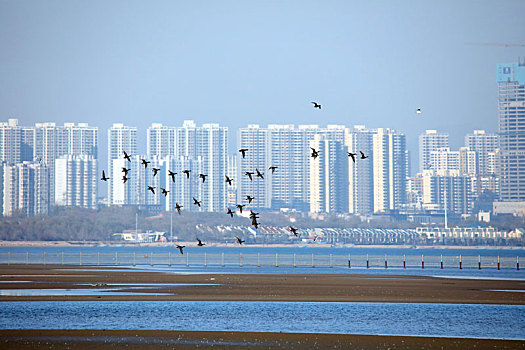 湿地风光,秦皇岛,北戴河,海边,城市,鸟类保护,和谐,潮汐,建筑,大海,河流