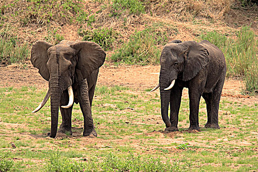非洲,大象,挖,河床,水,克鲁格国家公园,南非