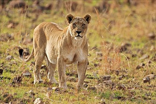 雌狮,狮子,禁猎区,南非,非洲