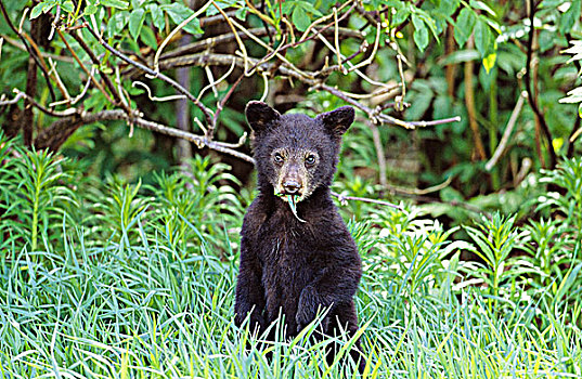 黑熊,幼兽,不列颠哥伦比亚省,加拿大