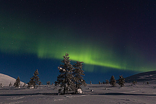 北极光,冷杉,冬天,风景,国家公园,拉普兰,芬兰
