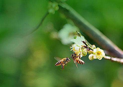 梅花引蜂