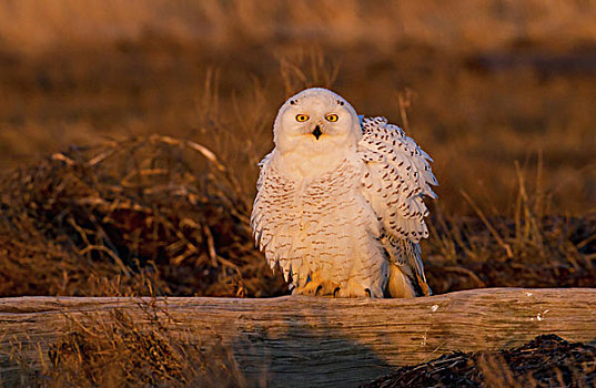 雪鹄,鸟,保护区,不列颠哥伦比亚省,加拿大