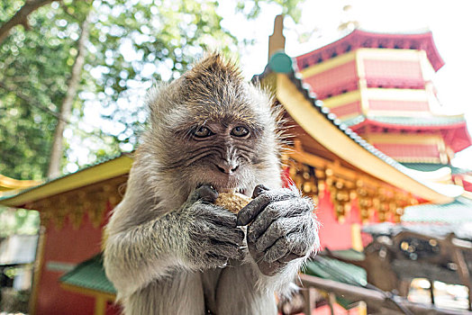 猴子,短尾猿,弥猴属,虎,洞穴,庙宇,寺院,甲米,省,泰国,亚洲