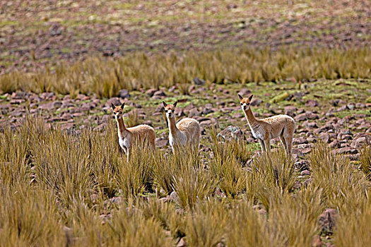 小羊驼,潘帕伽勒拉斯国家保护区,秘鲁