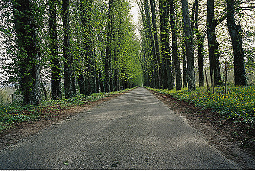 道路,树,诺曼底,法国