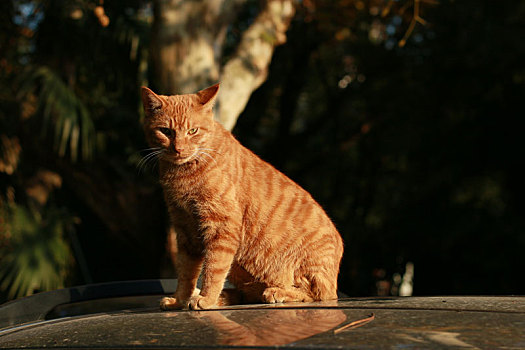 猫,野猫