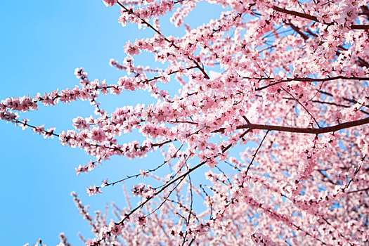 春天天空下美丽的桃花