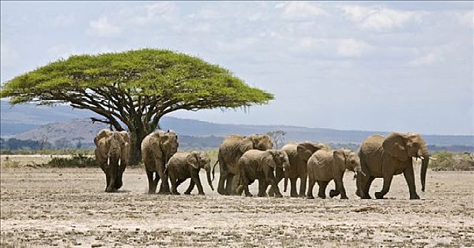 肯尼亚,地区,安伯塞利国家公园,非洲象