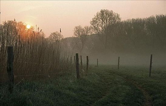 日出,灰尘,雾,铁丝栅栏,树,草地,自然保护区,德国,欧洲