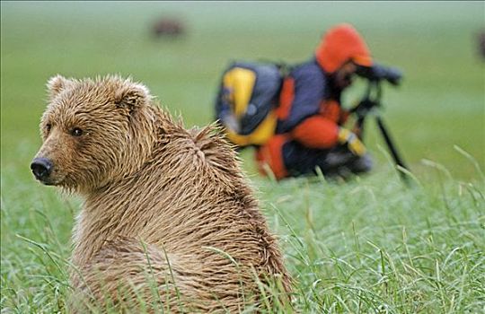 棕熊,两个,摄影师,阿拉斯加