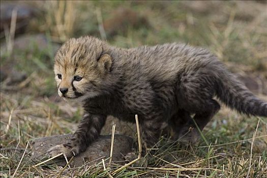 印度豹,猎豹,白天,老,幼兽,走,草,马赛马拉,自然保护区,肯尼亚