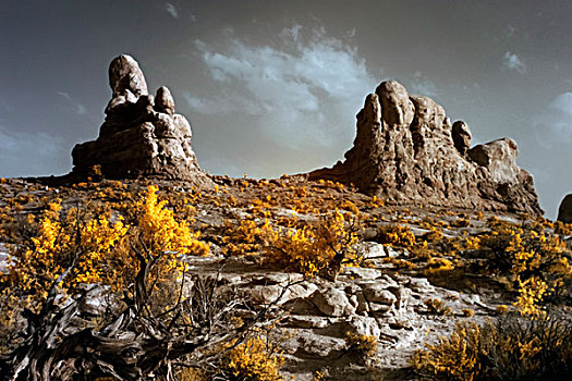美国,犹他,拱门国家公园,岩石构造,沙漠植物