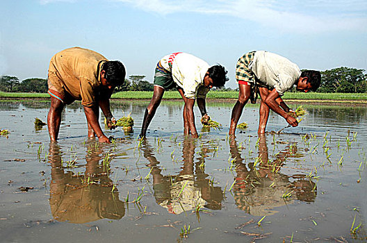 农民,种植,幼苗,稻田,孟加拉,二月,2009年