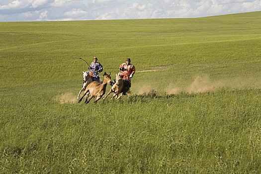 骑手,圈拢,马,内蒙古,中国
