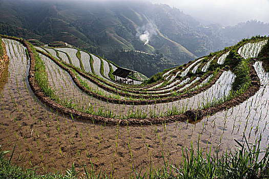 俯拍,稻田,龙胜,阶梯状,广西,中国