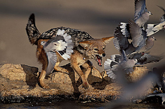黑背狐狼,黑背豺,抓住,鸽子,卡拉哈迪大羚羊国家公园,卡拉哈里沙漠,南非,非洲