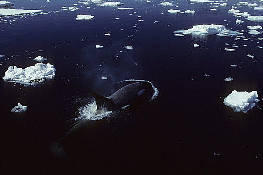 南极半岛,区域,逆戟鲸