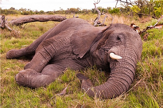 大象,睡觉
