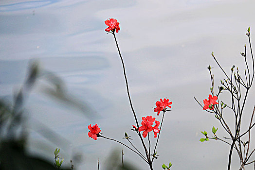 杜鹃花