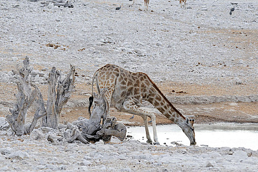 长颈鹿,喝,水潭,纳米比亚,非洲