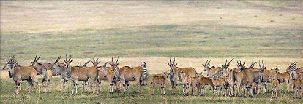 非洲,肯尼亚,马赛马拉,纳罗克地区,大,牧群,大羚羊,马赛马拉国家保护区,南方