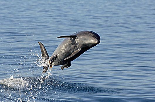 宽吻海豚,海豚,成年,跳跃,联结,鮣鱼,科特兹海,墨西哥