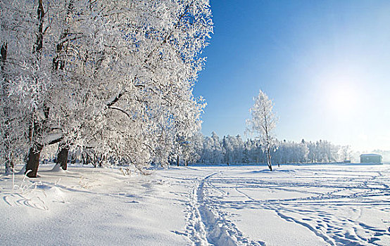 冬天,公园,雪中